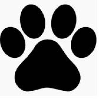 Mixed Breed Dogs Available for Adoption in Lake Jackson, Texas - Daisy | PetCurious