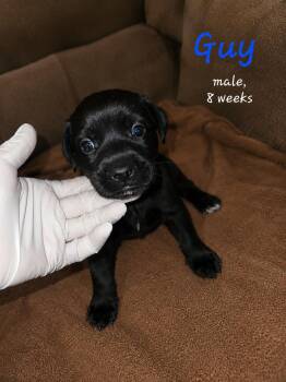 Guy -  Labrador Retriever Dog for Adoption in Carmel Hamlet, New York - Guy | PetCurious
