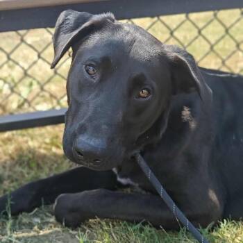 Rescue Labrador Retriever Dogs for Adoption in Springdale, Arkansas - Nelson | PetCurious