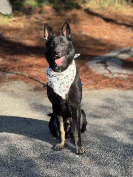German Shepherd Dog Dogs Available for Adoption - Jett | PetCurious