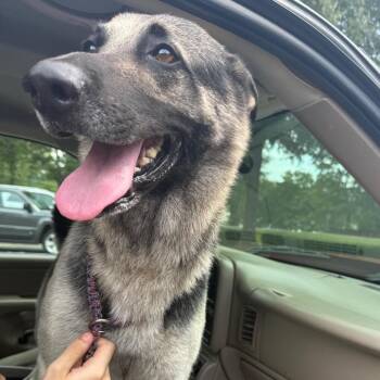 Ham aka Chase -  Mixed Breed Dog for Adoption in Winston-salem, North Carolina - Ham Aka Chase | PetCurious