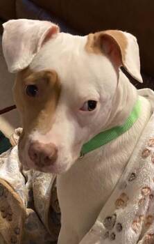 Pit Bull Terrier and Mixed Breed Dogs Available for Adoption - Betty Mighty | PetCurious