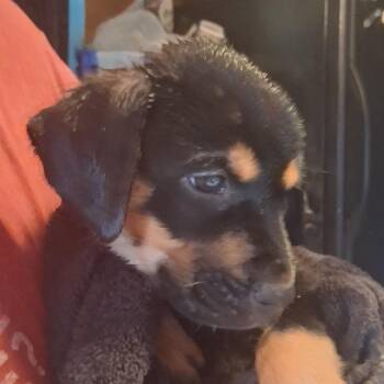 Bingo -  Hound Dog for Adoption in Corpus Christi, Texas - Bingo | PetCurious