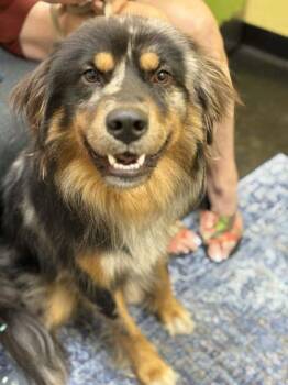 Russell -  Mixed Breed Dog for Adoption in Memphis, Tennessee - Russell | PetCurious