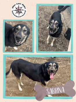 Rescue Shepherd Dogs for Adoption in Princeton, British Columbia - Sabrina | PetCurious