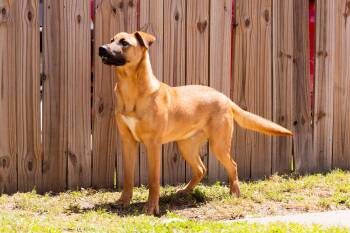Rescue Shepherd and American Staffordshire Terrier Dogs for Adoption in Houston, Texas - Kashmir | PetCurious