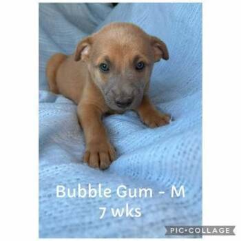Rescue Belgian Shepherd Malinois Dogs for Adoption in Waunakee, Wisconsin - Bubble Gum | PetCurious