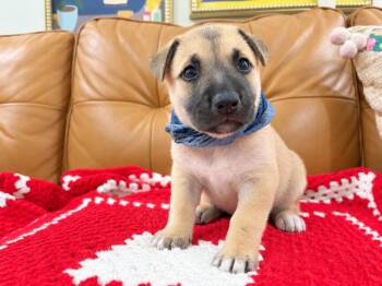 Mars The Cutest Cosmonaut -  Husky and Pit Bull Terrier Dog for Adoption in Friendswood, Texas - Mars The Cutest Cosmonaut | PetCurious
