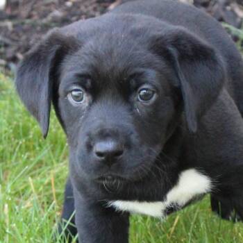 Black Labrador Retriever Dogs Available for Adoption in Eaton, Ohio - Catalina | PetCurious