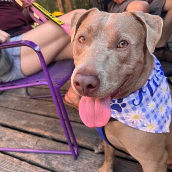 Wilbert -  Terrier and Labrador Retriever Dog for Adoption in St. Louis, Missouri - Wilbert | PetCurious