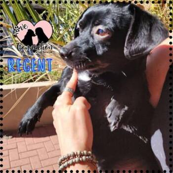 Regent -  Chihuahua Dog for Adoption in Gilbert, Arizona - Regent | PetCurious