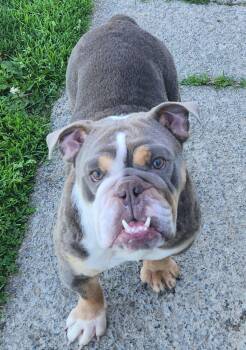 English Bulldog Dogs Available for Adoption in Smithfield, Pennsylvania - Maybel | PetCurious