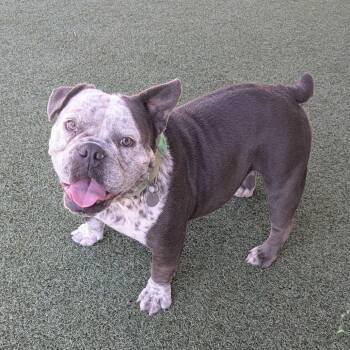 Nora -  English Bulldog and Mixed Breed Dog for Adoption in Riverside, California - Nora | PetCurious