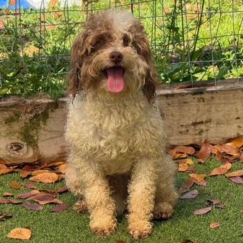 Poodle Dogs Available for Adoption in Loxahatchee Groves, Florida - Goose 8252 | PetCurious