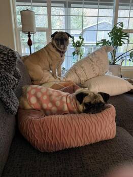 Pug Dogs Available for Adoption in Eagle, Idaho - Franny | PetCurious