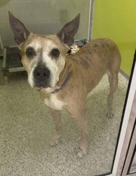 Blanche -  Mixed Breed Dog for Adoption in Kansas City, Missouri - Blanche | PetCurious