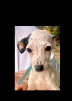 Ella Langley -  Mixed Breed Dog Available for Adoption in Groveland, Massachusetts - Ella Langley | PetCurious