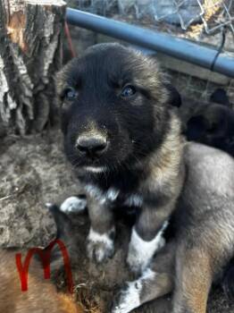 Anatolian Shepherd Dogs Available for Adoption in Lafayette, California - Eaton  | PetCurious