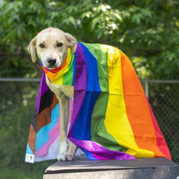 Finn (FKA Shiro) -  Yellow Labrador Retriever and Mixed Breed Dog for Adoption in Wilmington, Delaware - Finn (FKA Shiro) | PetCurious