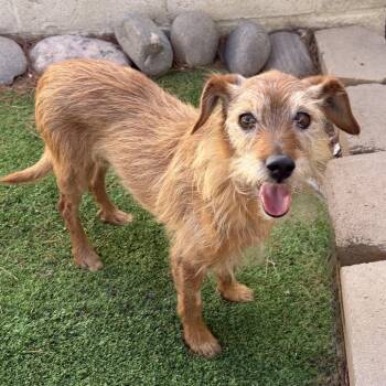 Jefferson -  Terrier and Mixed Breed Dog for Adoption in Las Vegas, Nevada - Jefferson | PetCurious