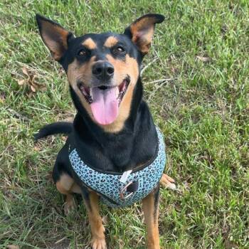 Venus -  Doberman Pinscher and Mixed Breed Dog for Adoption in Beaumont, Texas - Venus | PetCurious