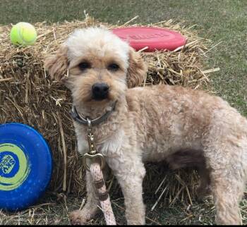 Goldendoodle Dogs Available for Adoption in Sagaponack, New York - Paramount | PetCurious