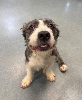 Fuzzy Pit -  Pit Bull Terrier and Standard Poodle Dog for Adoption in Richmond, Virginia - Fuzzy Pit | PetCurious
