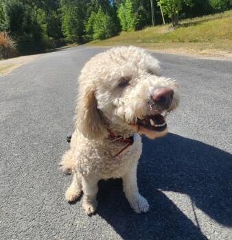 Goldendoodle Dogs Available for Adoption in Manhasset, New York - Obi | PetCurious