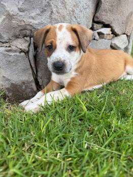 Wiggles -  Mixed Breed Dog for Adoption in Rollingwood, Texas - Wiggles | PetCurious