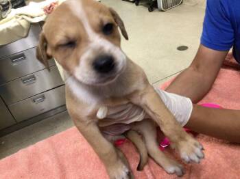 German Shepherd Dog and Mixed Breed Dogs Available for Adoption in Riverside, California - BUTTER | PetCurious