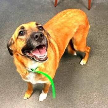 Raina -  Shepherd and Mixed Breed Dog for Adoption in Idaho Falls, Idaho - Raina | PetCurious