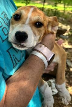 Scribble -  Pit Bull Terrier and Mixed Breed Dog for Adoption in Little Rock, Arkansas - Scribble | PetCurious