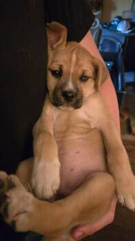 Siberian Husky and Pit Bull Terrier Dogs Available for Adoption in Carlsbad, California - Hilly | PetCurious