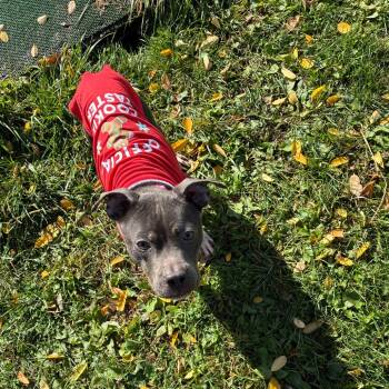 Zelda -  Pit Bull Terrier and Mixed Breed Dog for Adoption in Binghamton, New York - Zelda | PetCurious