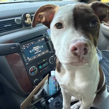 McDreamy -  Mixed Breed Dog for Adoption in Quincy, Florida - McDreamy | PetCurious