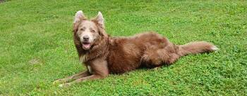 Rescue Australian Shepherd Dogs for Adoption in Princeton, Indiana - Almond | PetCurious