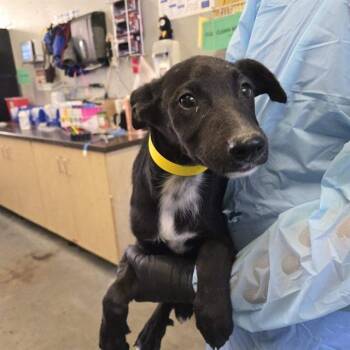 German Shepherd Dog and Mixed Breed Dogs Available for Adoption in Camarillo, California - A880319 | PetCurious