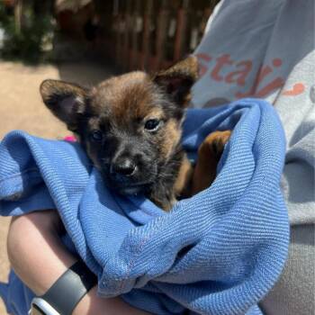 Baby Wizard -  German Shepherd Dog and Terrier Dog for Adoption in Austin, Texas - Baby Wizard | PetCurious