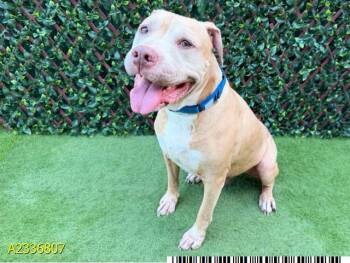 SAM -  Mixed Breed Dog for Adoption in West Palm Beach, Florida - SAM | PetCurious
