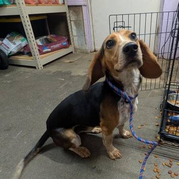 Waffles -  Beagle Dog for Adoption in Jefferson City, Tennessee - Waffles | PetCurious