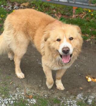 Mixed Breed Dogs Available for Adoption - Sir Charles Floof | PetCurious