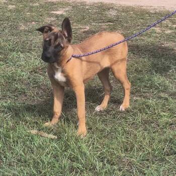 Rosanne 9683 -  Black Mouth Cur and Carolina Dog Dog for Adoption in Loxahatchee Groves, Florida - Rosanne 9683 | PetCurious