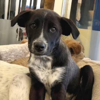 Cormon -  Mixed Breed Dog for Adoption in Park City, Utah - Cormon | PetCurious