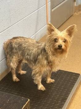 Rescue Mixed Breed Dogs for Adoption in Chamblee, Georgia - Torque | PetCurious