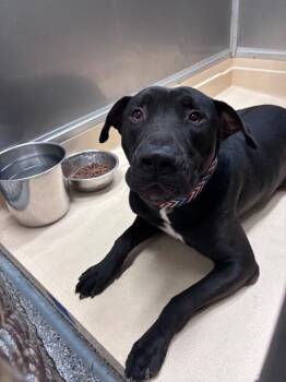 Chase -  Labrador Retriever and Mixed Breed Dog for Adoption in Burgaw, North Carolina - Chase | PetCurious