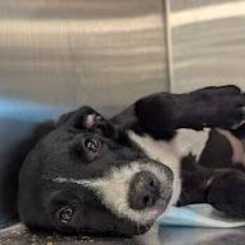 Sharon -  Mixed Breed Dog for Adoption in Bentonville, Arkansas - Sharon | PetCurious