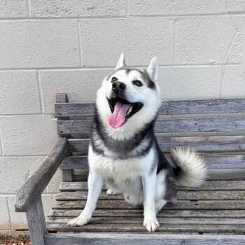 Remi D11905 -  Husky and Pomeranian Dog for Adoption - Remi D11905 | PetCurious