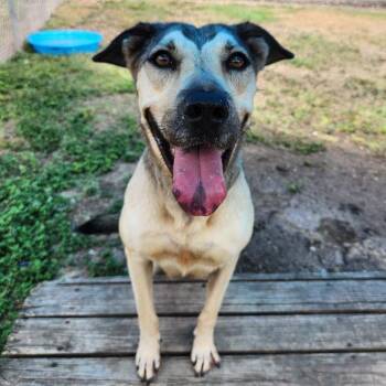 Peaches -  Shepherd and Mixed Breed Dog for Adoption in Corpus Christi, Texas - Peaches | PetCurious