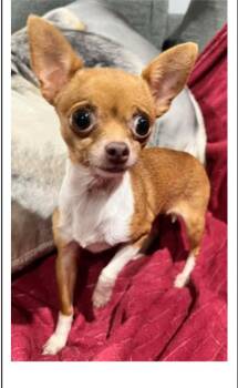 Rescue Chihuahua Dogs for Adoption in North Arlington, New Jersey - Tiny * 3 Lbs * | PetCurious