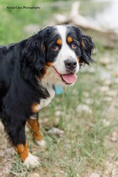Inga -  Bernese Mountain Dog Dog for Adoption in Drumbo, Ontario - Inga | PetCurious